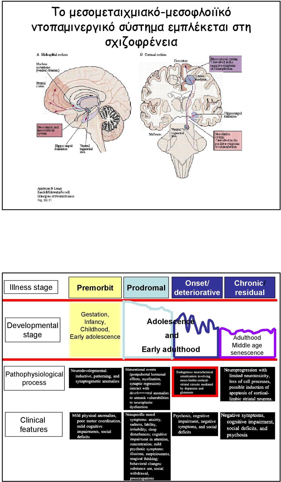 Developmental stage Gestation, Infancy, Childhood, Early adolescence Adolescence