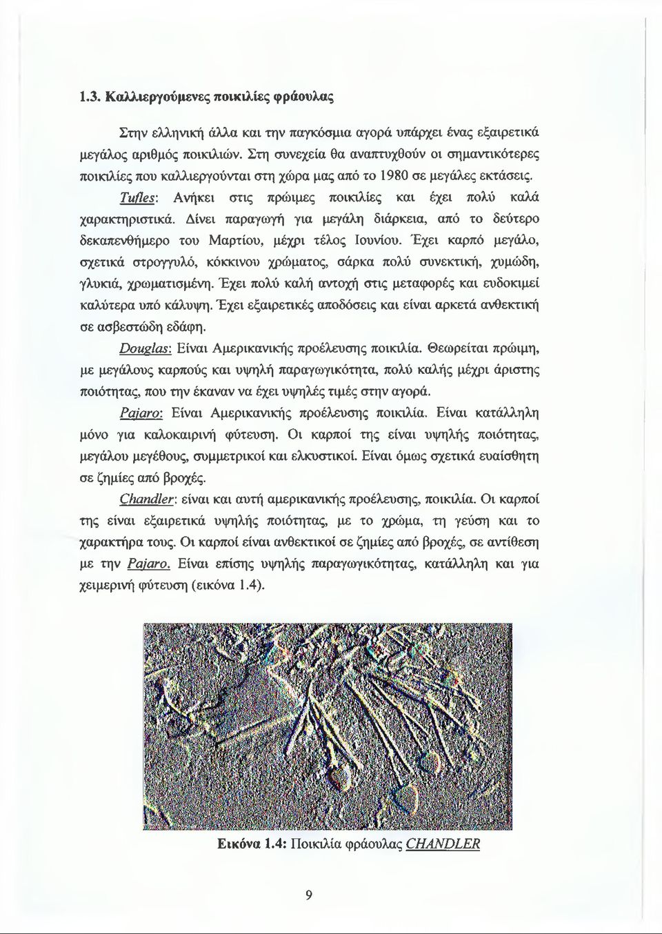 Δίνει παραγωγή για μεγάλη διάρκεια, από το δεύτερο δεκαπενθήμερο του Μαρτίου, μέχρι τέλος Ιουνίου.