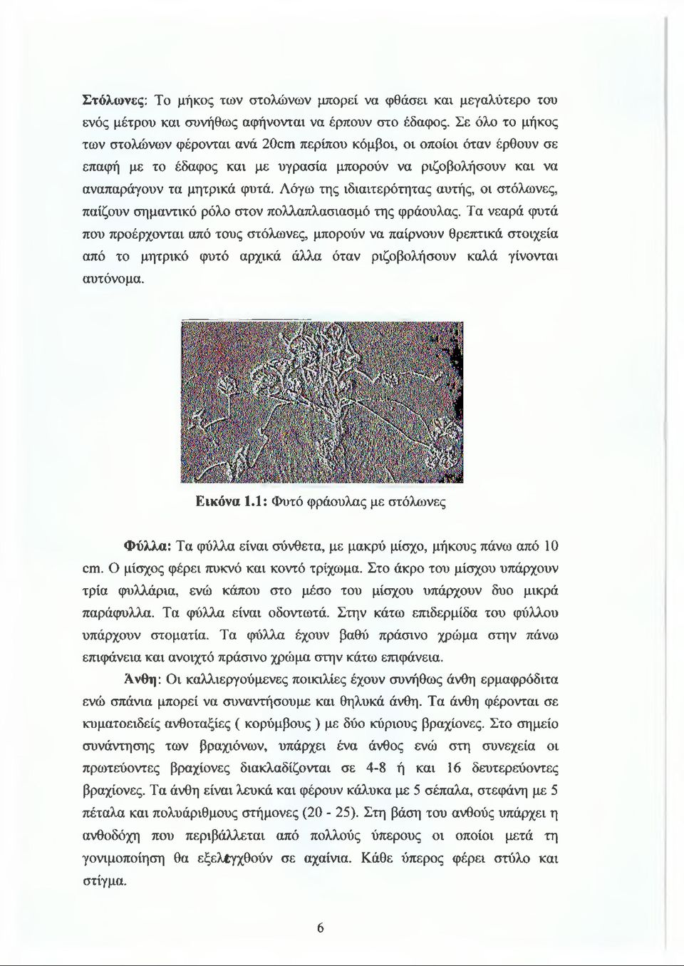 Λόγω της ιδιαιτερότητας αυτής, οι στόλωνες, παίζουν σημαντικό ρόλο στον πολλαπλασιασμό της φράουλας.