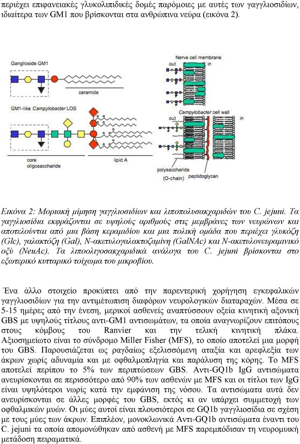 Τα γαγγιηνζίδηα εθθξάδνληαη ζε πςεινύο αξηζκνύο ζηηο κεκβξάλεο ησλ λεπξώλσλ θαη απνηεινύληαη από κηα βάζε θεξακηδίνπ θαη κηα πνιηθή νκάδα πνπ πεξηέρεη γιπθόδε (Glc), γαιαθηόδε (Gal),