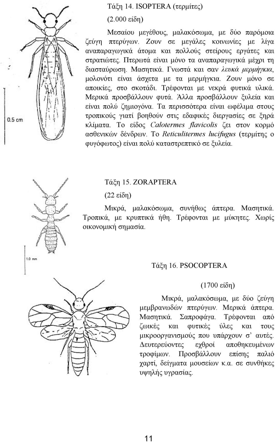 Γνωστά και σαν λευκά µερµήγκια, µολονότι είναι άσχετα µε τα µερµήγκια. Ζουν µόνο σε αποικίες, στο σκοτάδι. Τρέφονται µε νεκρά φυτικά υλικά. Μερικά προσβάλλουν φυτά.