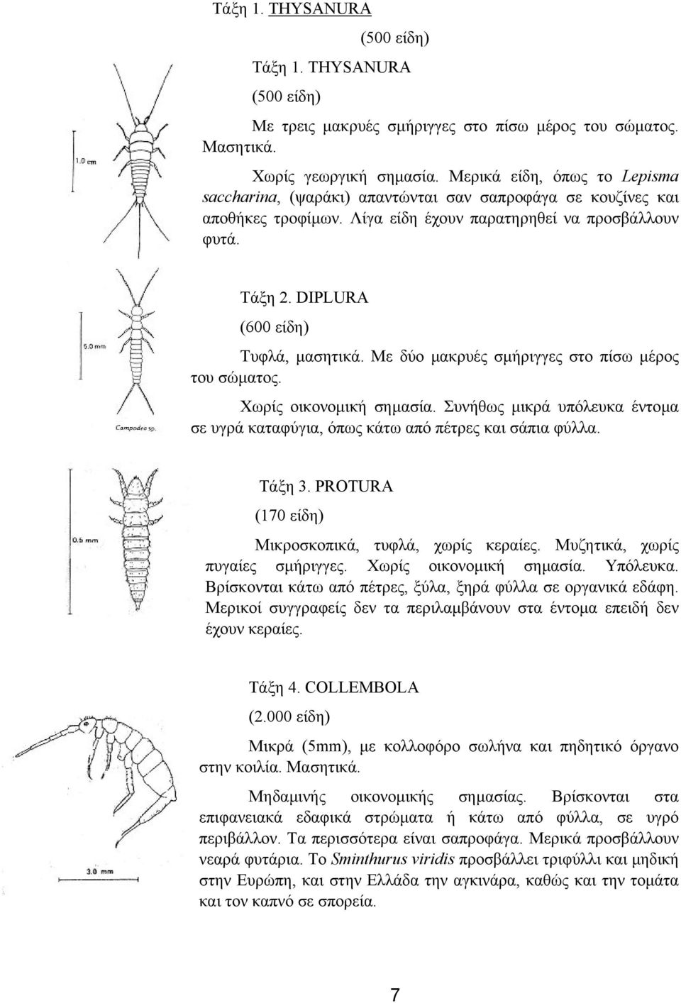 DIPLURA (600 είδη) Τυφλά, µασητικά. Με δύο µακρυές σµήριγγες στο πίσω µέρος του σώµατος. Χωρίς οικονοµική σηµασία.