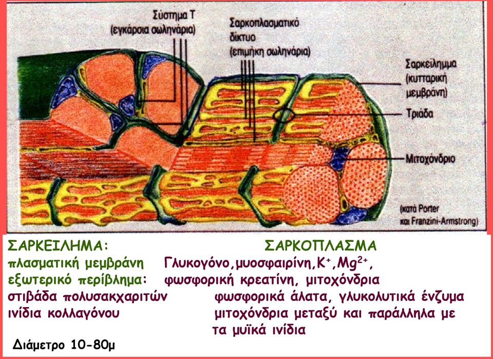 ζηηβάδα πμιοζαθπανηηώκ θςζθμνηθά άιαηα, γιοθμιοηηθά έκδομα ηκίδηα