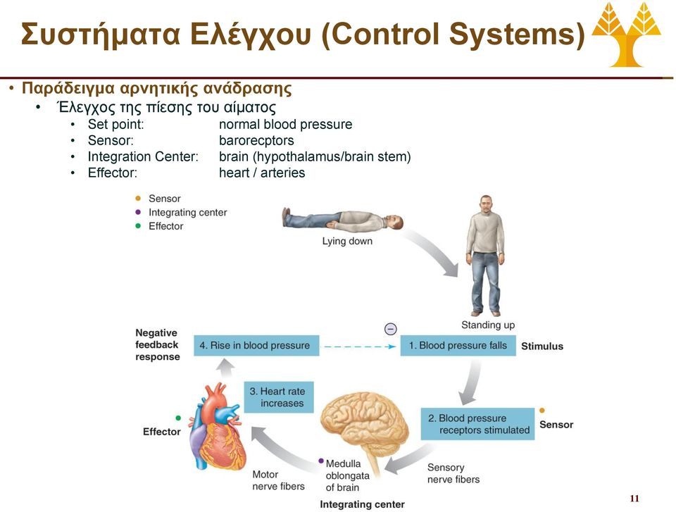 blood pressure Sensor: barorecptors Integration Center: