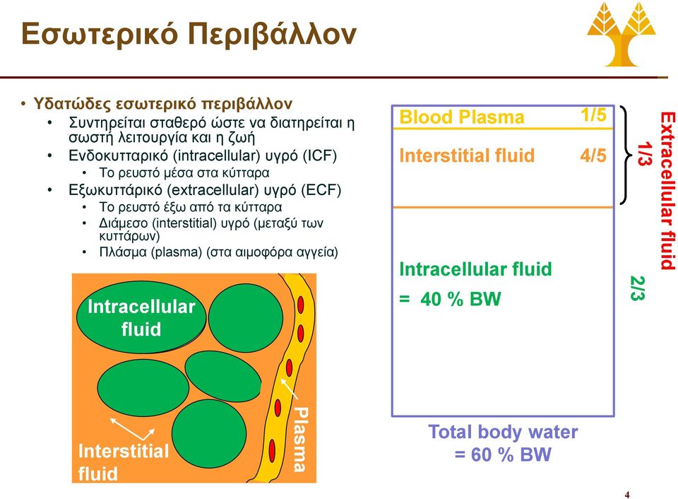 κύτταρα Διάμεσο (interstitial) υγρό (μεταξύ των κυττάρων) Πλάσμα (plasma) (στα αιμοφόρα αγγεία) Intracellular fluid Blood Plasma
