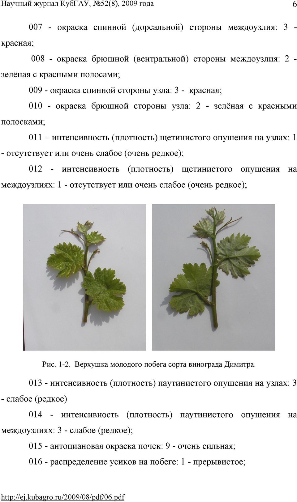 интенсивность (плотность) щетинистого опушения на междоузлиях: 1 - отсутствует или очень слабое (очень редкое); Рис. 1-2. Верхушка молодого побега сорта винограда Димитра.