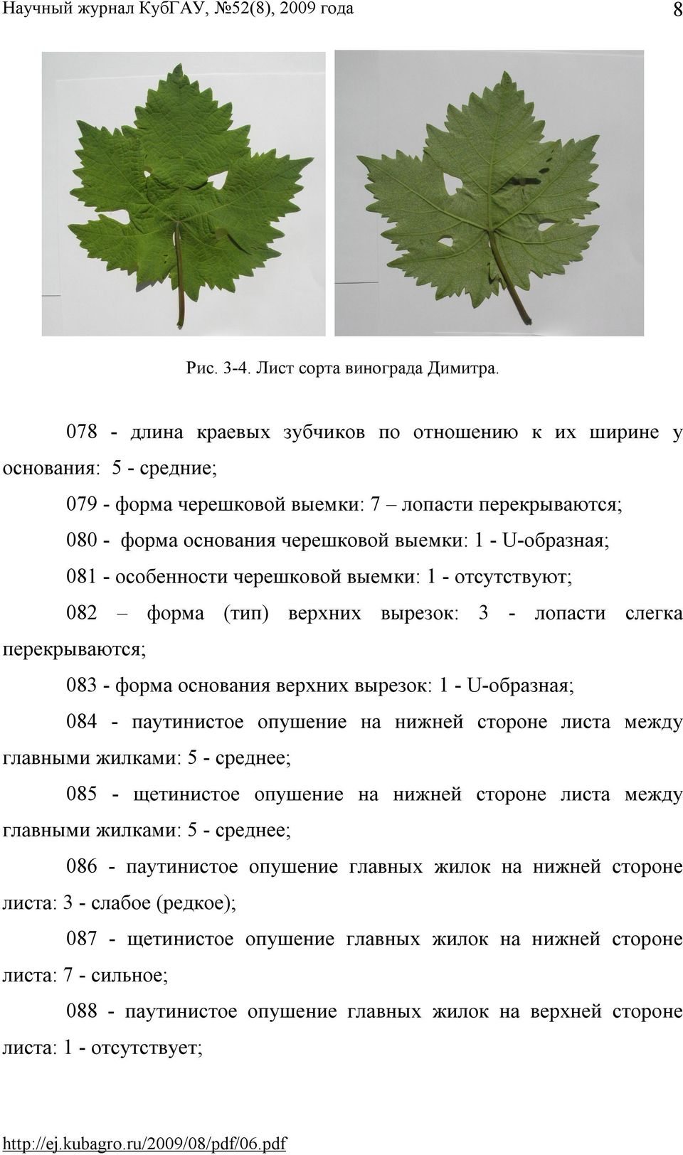 особенности черешковой выемки: 1 - отсутствуют; 082 форма (тип) верхних вырезок: 3 - лопасти слегка перекрываются; 083 - форма основания верхних вырезок: 1 - U-образная; 084 - паутинистое опушение на