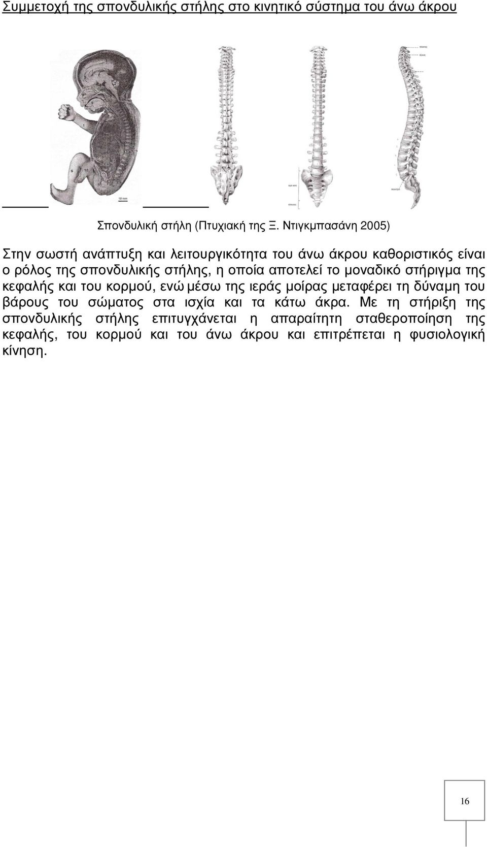 αποτελεί το µοναδικό στήριγµα της κεφαλής και του κορµού, ενώ µέσω της ιεράς µοίρας µεταφέρει τη δύναµη του βάρους του σώµατος στα ισχία