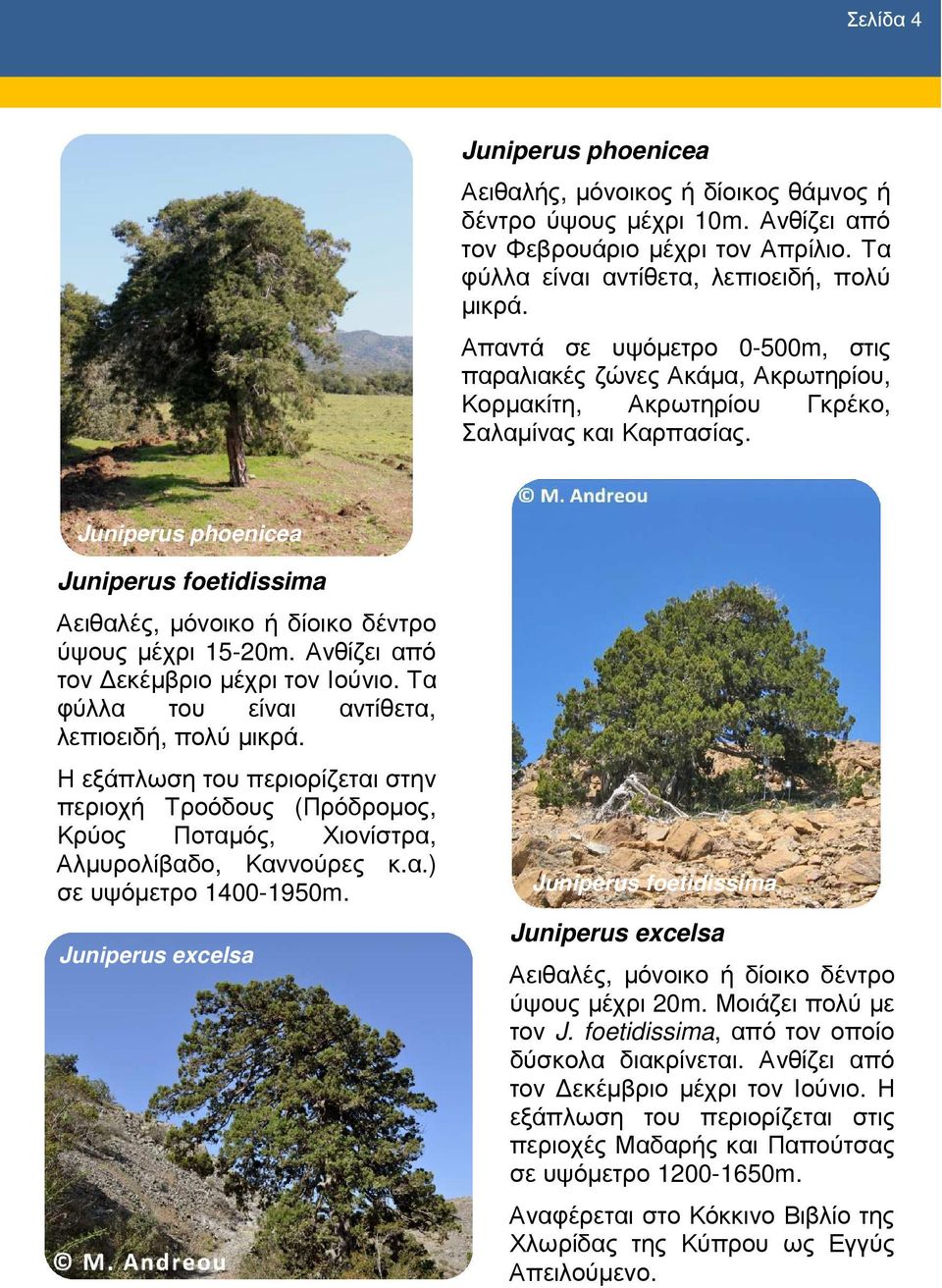 Juniperus phoenicea Juniperus foetidissima Αειθαλές, µόνοικο ή δίοικο δέντρο ύψους µέχρι 15-20m. Ανθίζει από τον εκέµβριο µέχρι τον Ιούνιο. Τα φύλλα του είναι αντίθετα, λεπιοειδή, πολύ µικρά.