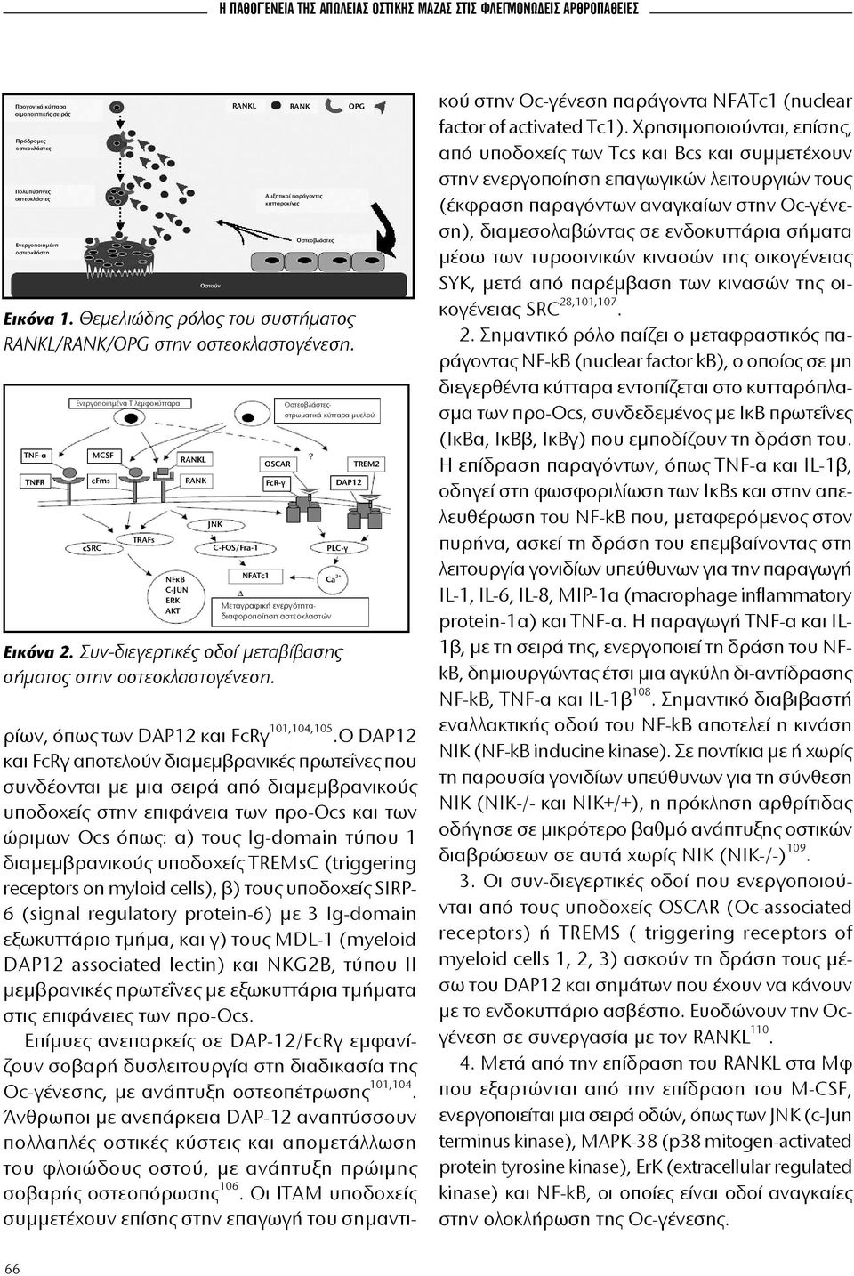 Ενεργοποιημένα Τ λεμφοκύτταρα MCSF cfms csrc TRAFs NFκB C-JUN ERK AKT RANKL RANK JNK C-FOS/Fra-1 NFATc1 OSCAR FcR-γ Οστεοβλάστεςστρωματικά κύτταρα μυελού DAP12 PLC-γ Ca 2+ Μεταγραφική