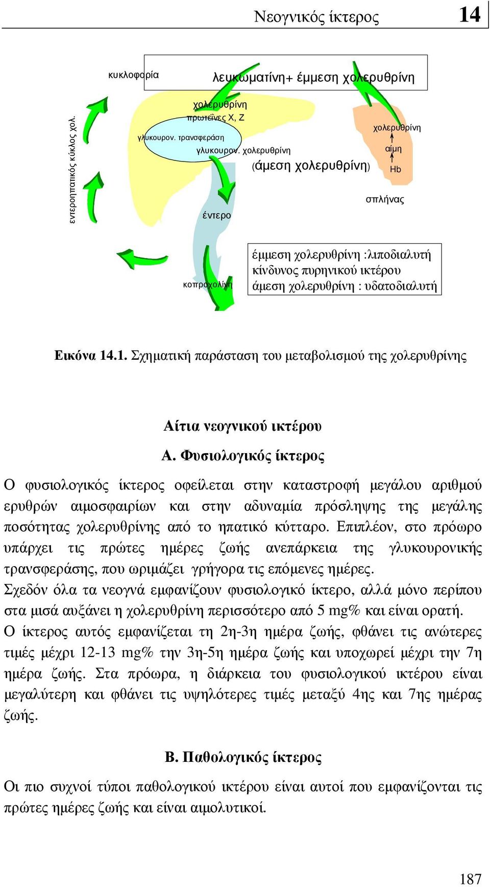 .1. Σχηµατική παράσταση του µεταβολισµού της χολερυθρίνης Αίτια νεογνικού ικτέρου Α.