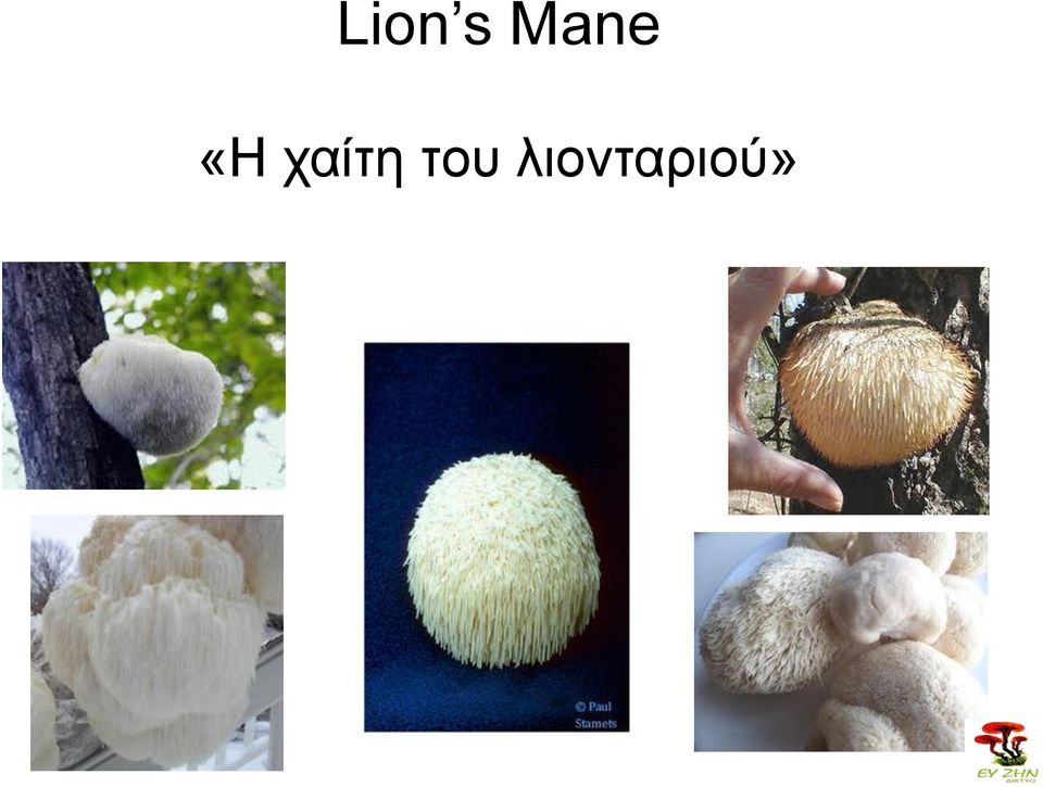 ραίηε ηνπ