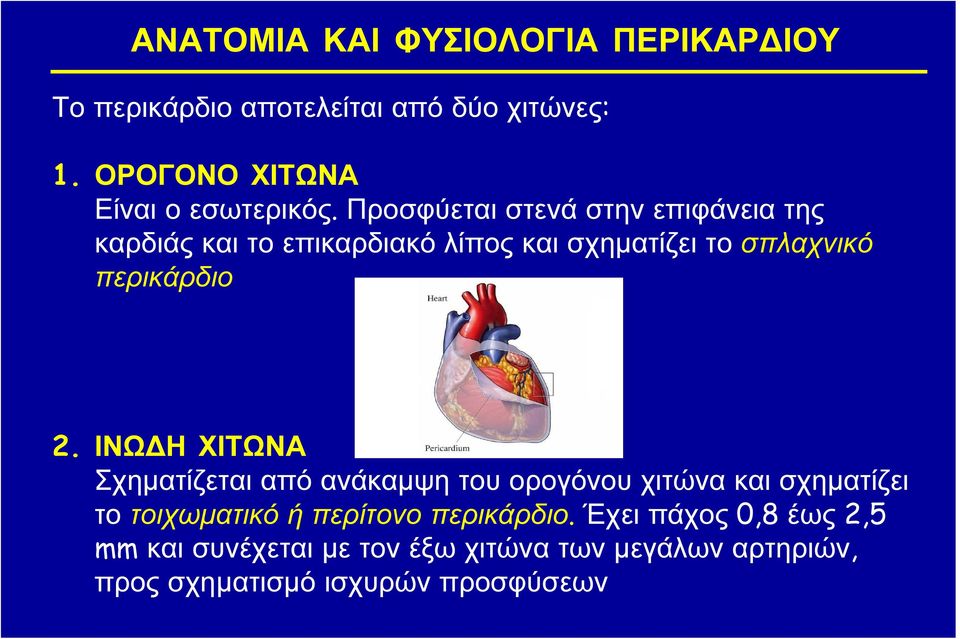 Προσφύεται στενά στην επιφάνεια της καρδιάς και το επικαρδιακό λίπος και σχηματίζει το σπλαχνικό περικάρδιο 2.