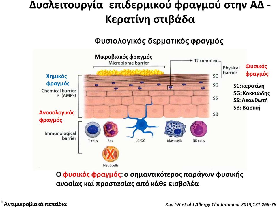 Κοκκιϊδθσ SS: Ακανκωτι SB: Βαςικι Ο φυςικόσ φραγμόσ: ο ςθμαντικότεροσ παράγων φυςικισ ανοςίασ καί