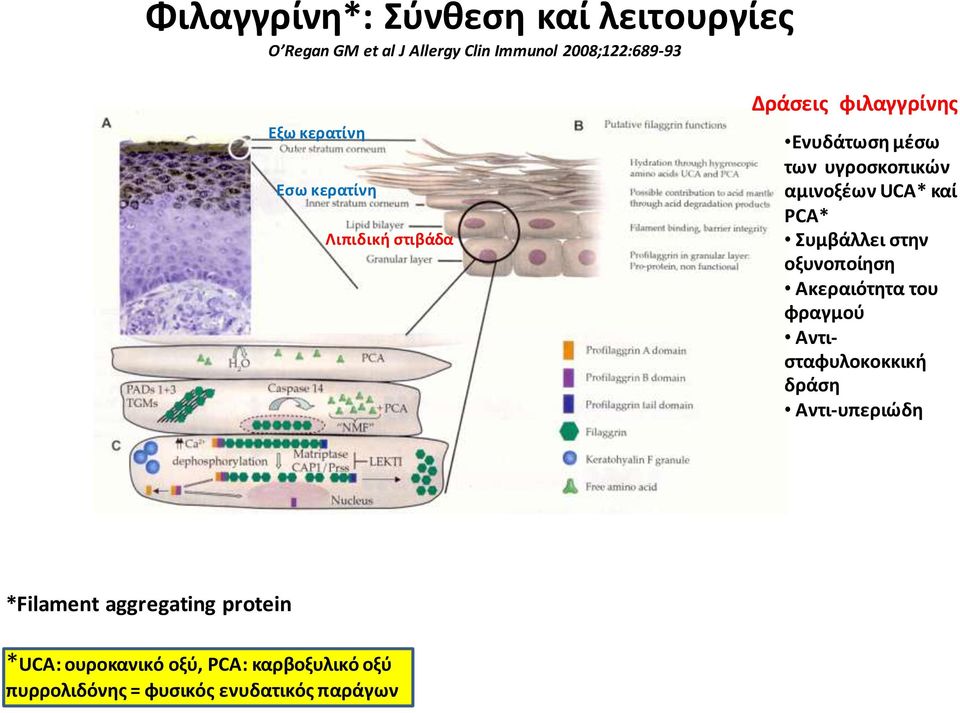 UCA* καί PCA* υμβάλλει ςτθν οξυνοποίθςθ Ακεραιότθτα του φραγμοφ Αντιςταφυλοκοκκικι δράςθ Αντι-υπεριϊδθ