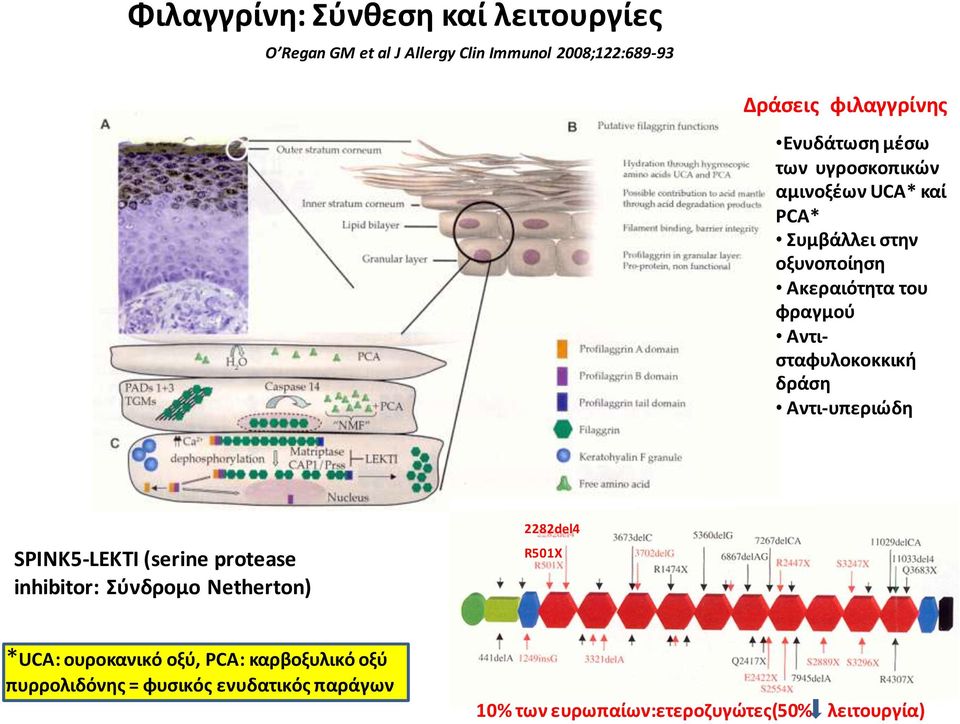 Αντιςταφυλοκοκκικι δράςθ Αντι-υπεριϊδθ SPINK5-LEKTI (serine protease inhibitor: φνδρομο Netherton) 2282del4 R501X
