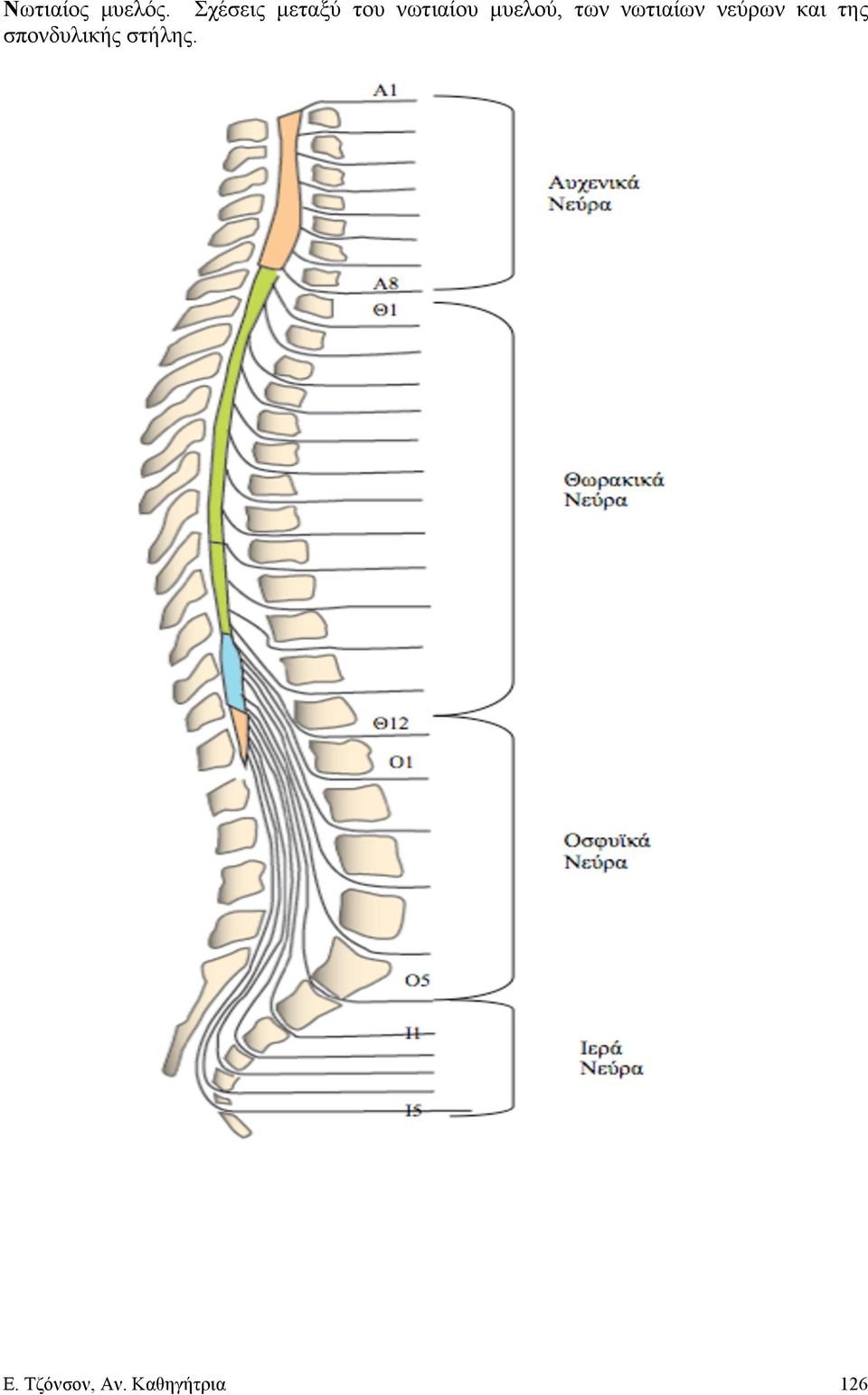 µυελού, των νωτιαίων νεύρων και