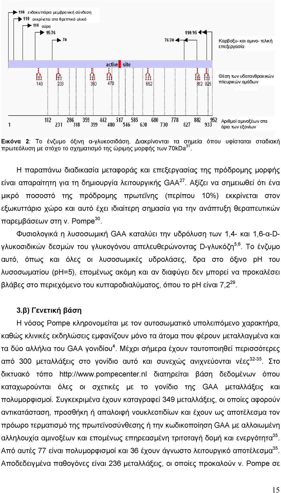Η παραπάνω διαδικασία µεταφοράς και επεξεργασίας της πρόδροµης µορφής είναι απαραίτητη για τη δηµιουργία λειτουργικής GAA 27.