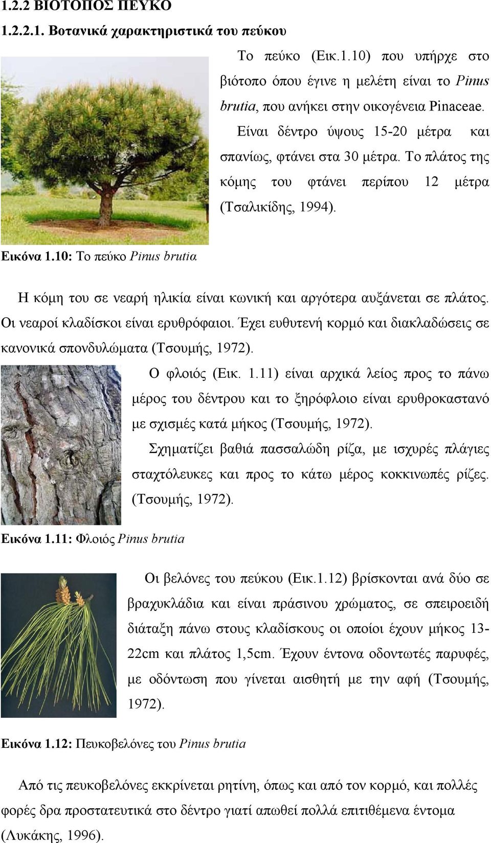 10: Το πεύκο Pinus brutiα Η κόµη του σε νεαρή ηλικία είναι κωνική και αργότερα αυξάνεται σε πλάτος. Οι νεαροί κλαδίσκοι είναι ερυθρόφαιοι.