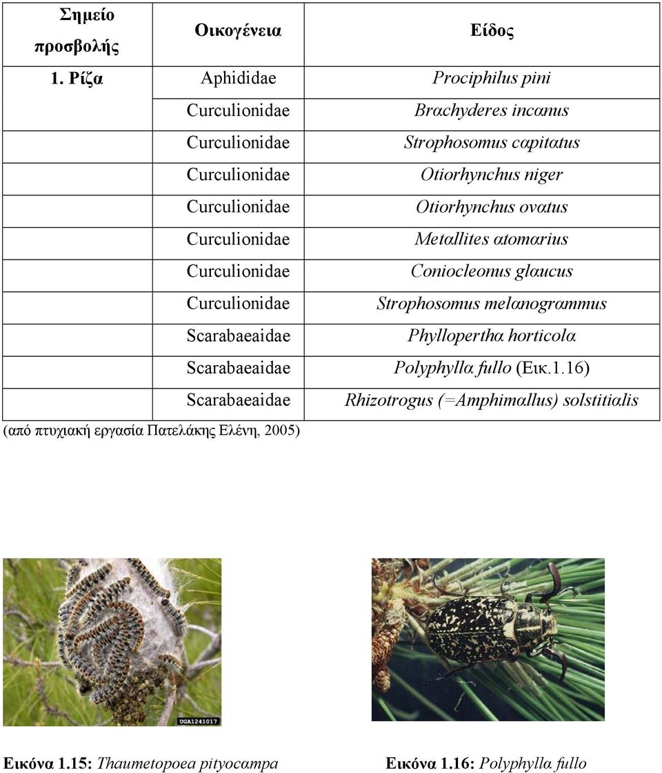 Curculionidae Otiorhynchus ovαtus Curculionidae Metαllites αtomαrius Curculionidae Coniocleonus glαucus Curculionidae Strophosomus