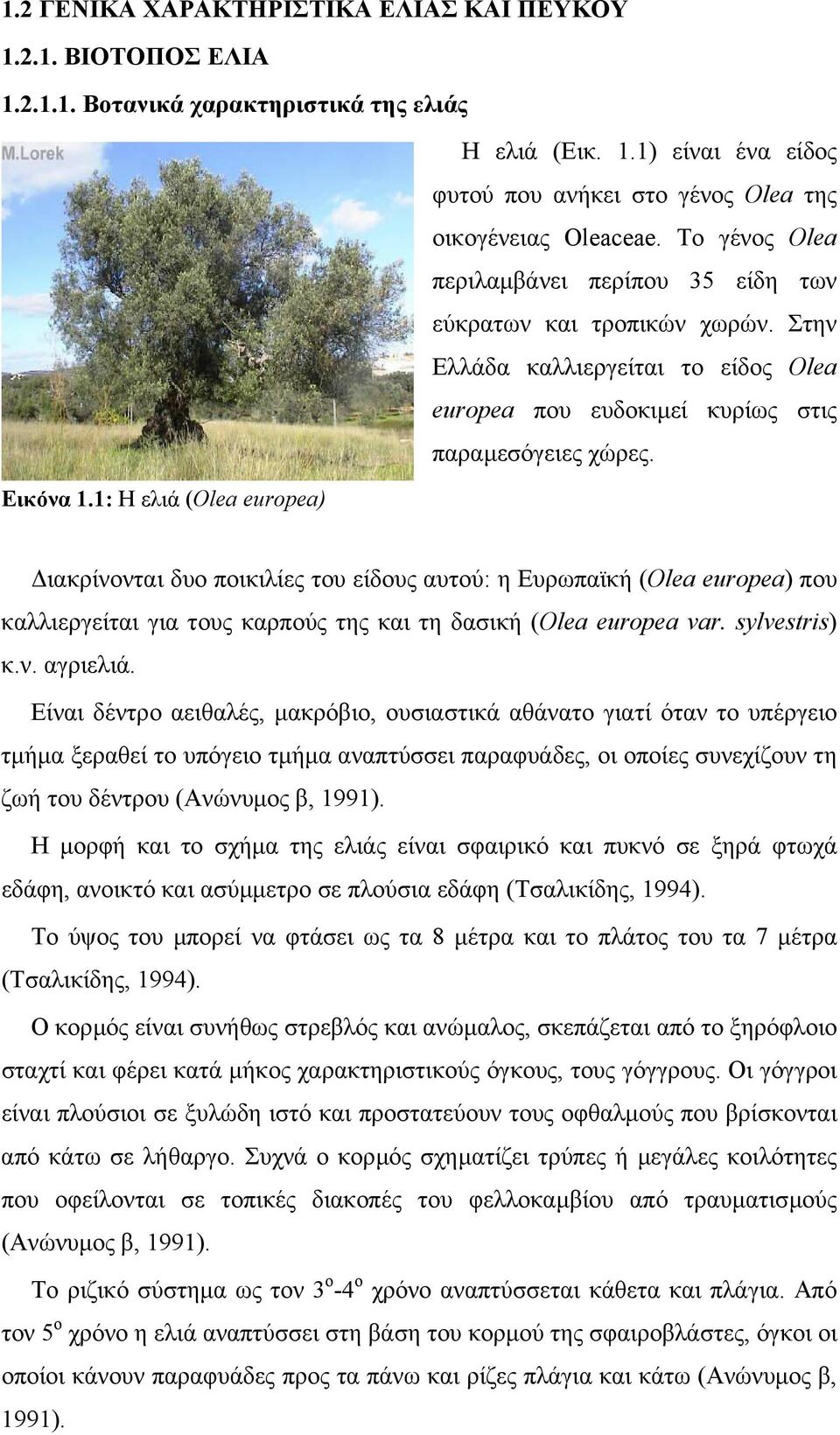 1: Η ελιά (Olea europea) ιακρίνονται δυο ποικιλίες του είδους αυτού: η Ευρωπαϊκή (Olea europea) που καλλιεργείται για τους καρπούς της και τη δασική (Olea europea var. sylvestris) κ.ν. αγριελιά.