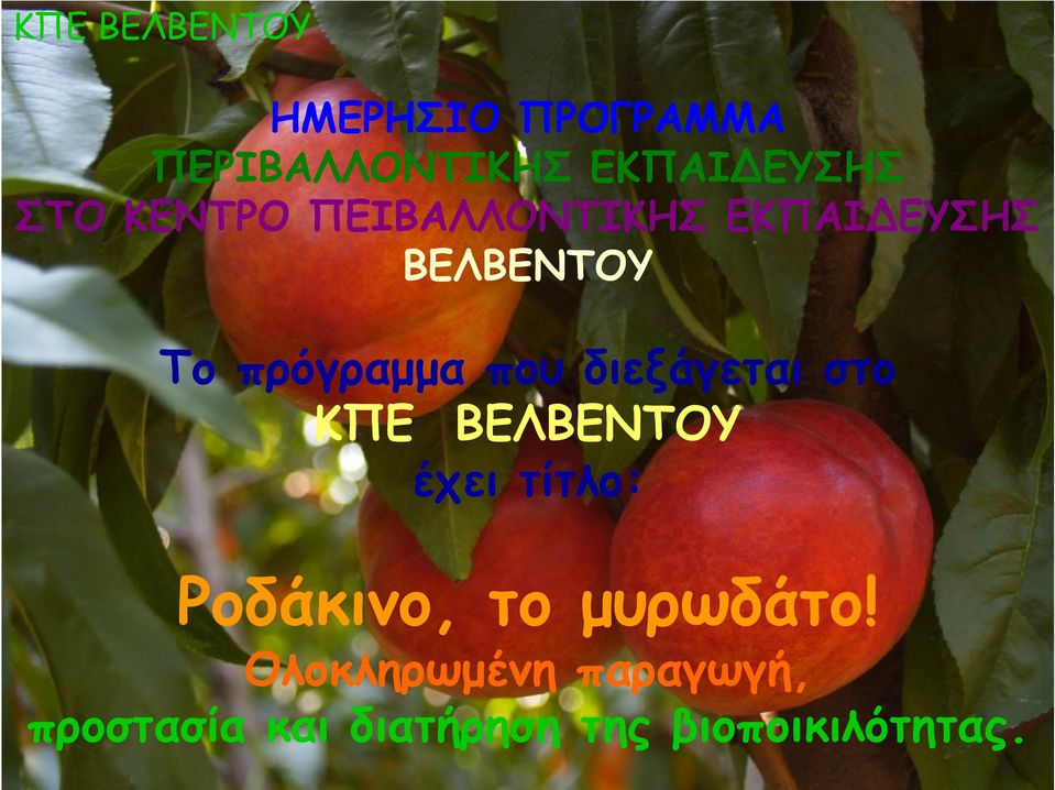 διεξάγεται στο ΚΠΕ ΒΕΛΒΕΝΤΟΥ έχει τίτλο: Ροδάκινο, το μυρωδάτο!