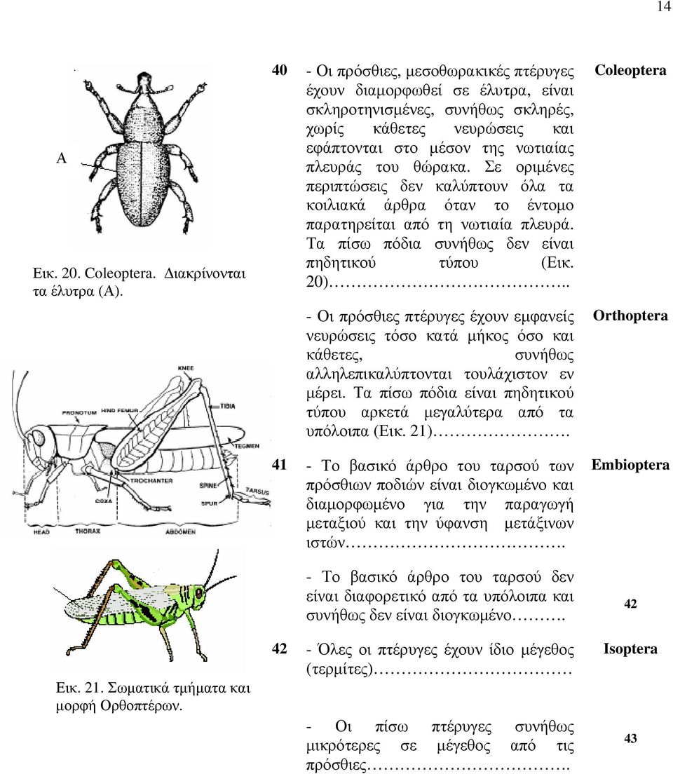 Σε οριμένες περιπτώσεις δεν καλύπτουν όλα τα κοιλιακά άρθρα όταν το έντομο παρατηρείται από τη νωτιαία πλευρά. Τα πίσω πόδια συνήθως δεν είναι πηδητικού τύπου (Εικ. 20).