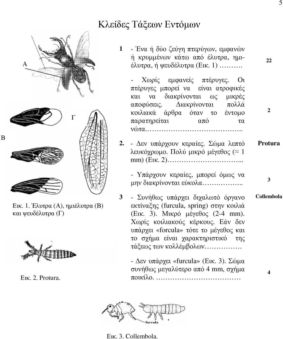 Σώμα λεπτό λευκόχρωμο. Πολύ μικρό μέγεθος ( 1 mm) (Εικ. 2)... 2 Protura - Υπάρχουν κεραίες, μπορεί όμως να μην διακρίνονται εύκολα... 3 Εικ. 1. Έλυτρα (Α), ημιέλυτρα (Β) και ψευδέλυτρα (Γ) 3 - Συνήθως υπάρχει διχαλωτό όργανο εκτίναξης (furcula, spring) στην κοιλιά (Εικ.