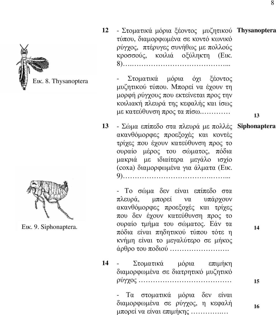 13 - Σώμα επίπεδο στα πλευρά με πολλές ακανθόμορφες προεξοχές και κοντές τρίχες που έχουν κατεύθυνση προς το ουραίο μέρος του σώματος, πόδια μακριά με ιδιαίτερα μεγάλο ισχίο (coxa) διαμορφωμένα για