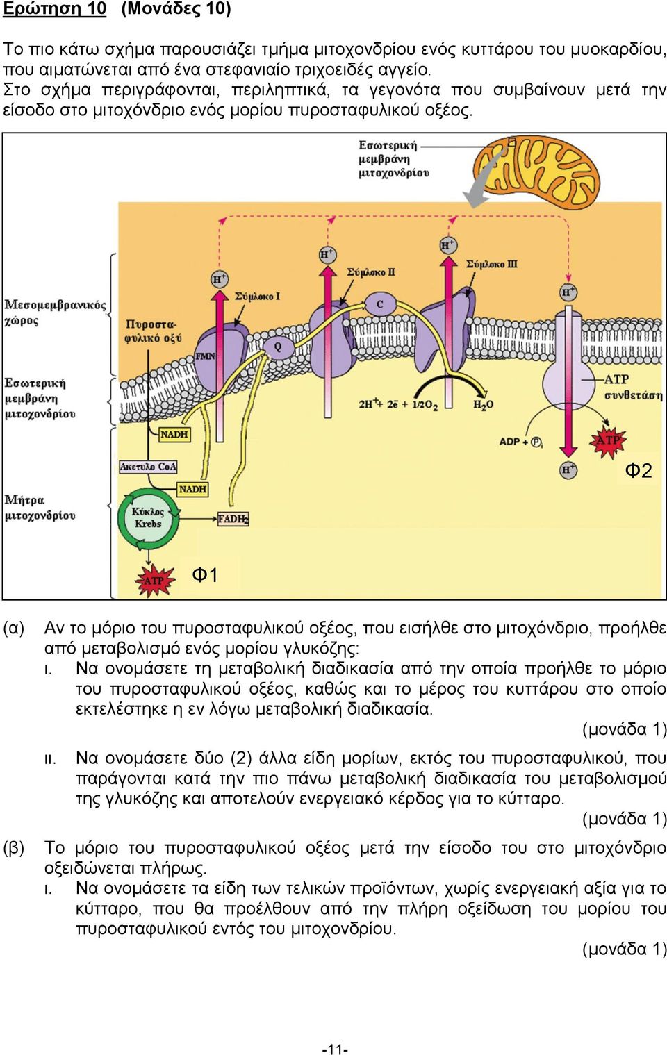 Φ2 Φ1 (α) (β) Αν το μόριο του πυροσταφυλικού οξέος, που εισήλθε στο μιτοχόνδριο, προήλθε από μεταβολισμό ενός μορίου γλυκόζης: ι.