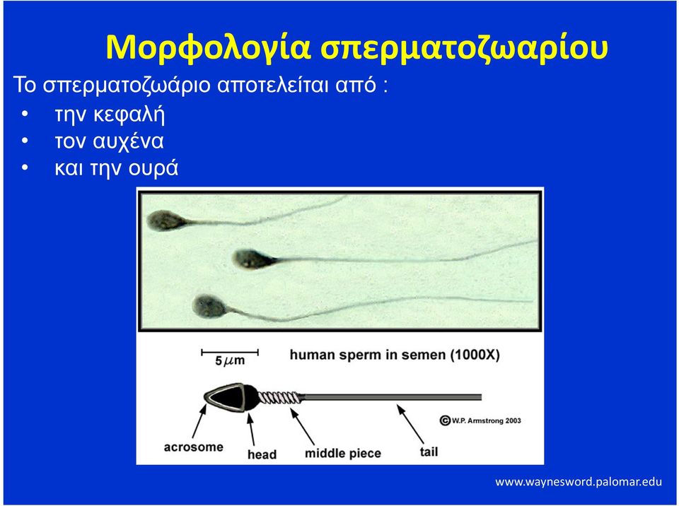 : την κεφαλή τον αυχένα και