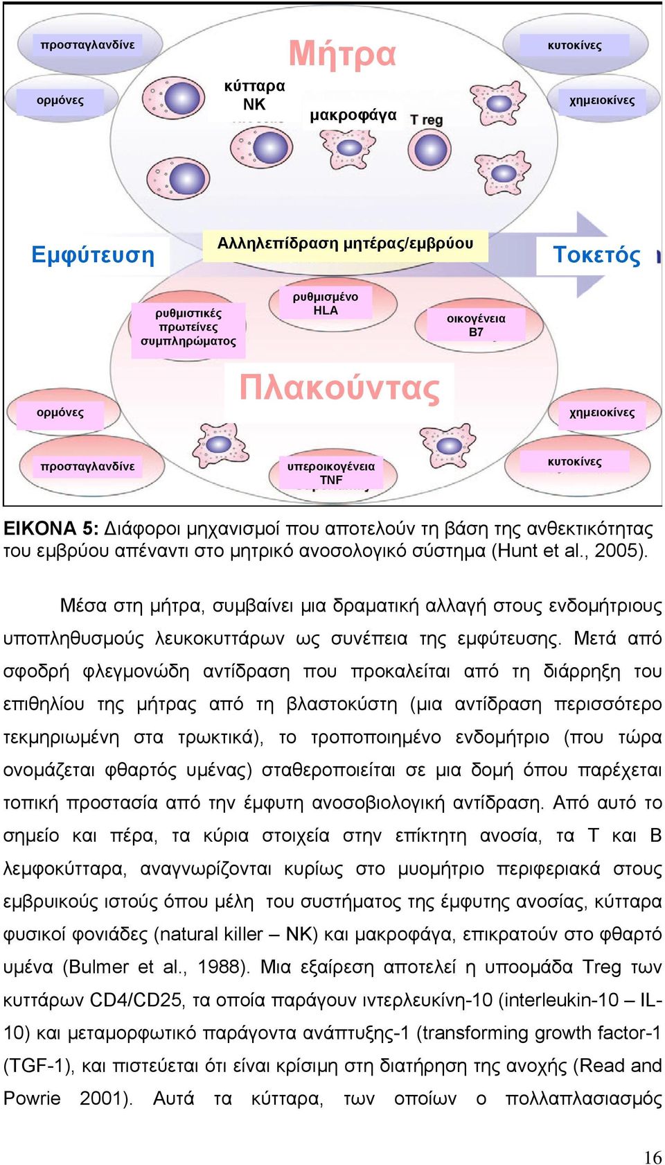 al., 2005). Μέσα στη μήτρα, συμβαίνει μια δραματική αλλαγή στους ενδομήτριους υποπληθυσμούς λευκοκυττάρων ως συνέπεια της εμφύτευσης.