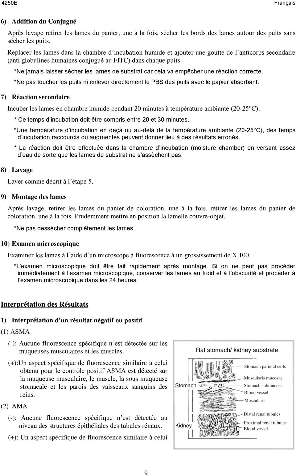 *Ne jamais laisser sécher les lames de substrat car cela va empêcher une réaction correcte. *Ne pas toucher les puits ni enlever directement le PBS des puits avec le papier absorbant.