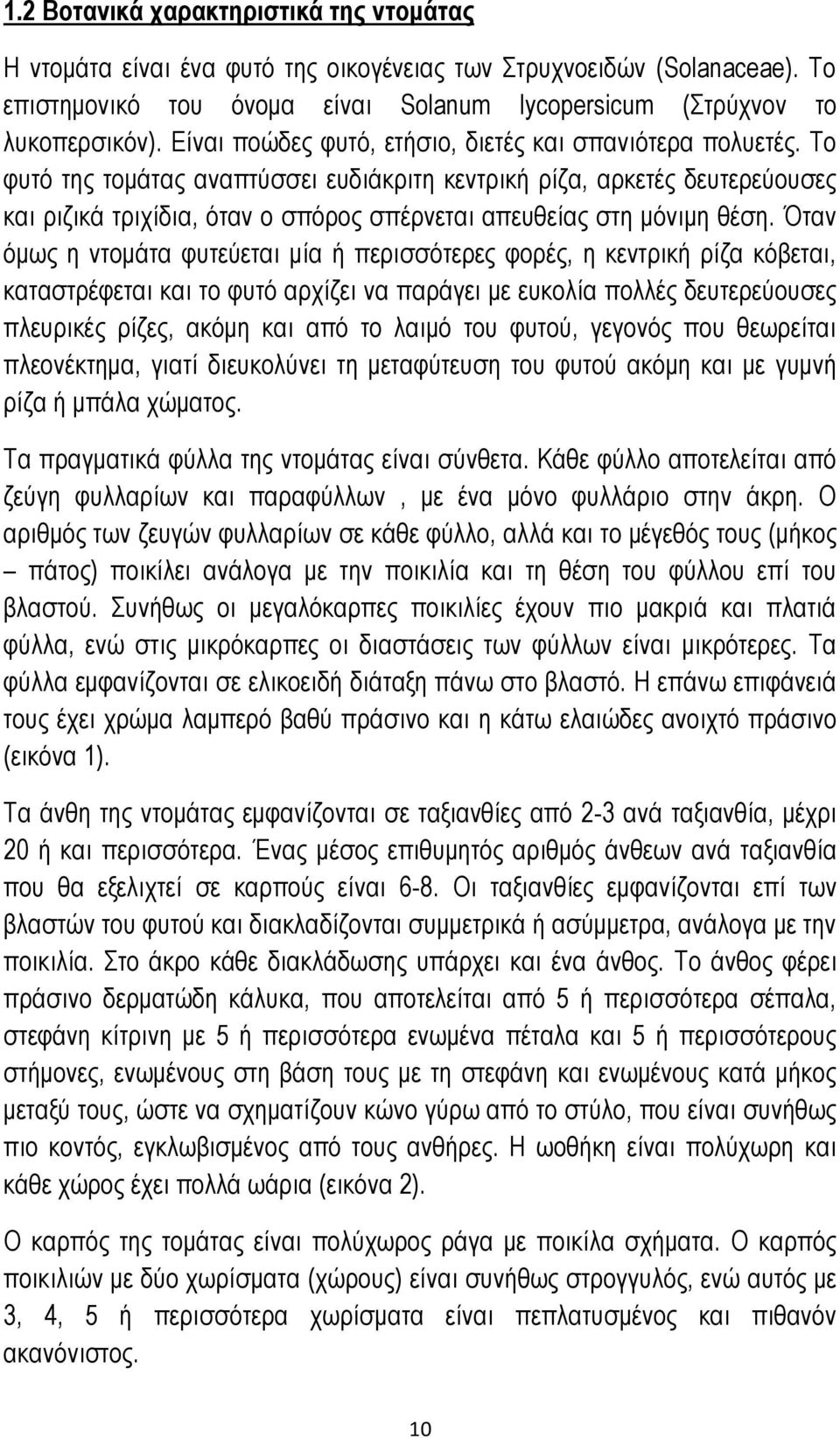 Το φυτό της τομάτας αναπτύσσει ευδιάκριτη κεντρική ρίζα, αρκετές δευτερεύουσες και ριζικά τριχίδια, όταν ο σπόρος σπέρνεται απευθείας στη μόνιμη θέση.