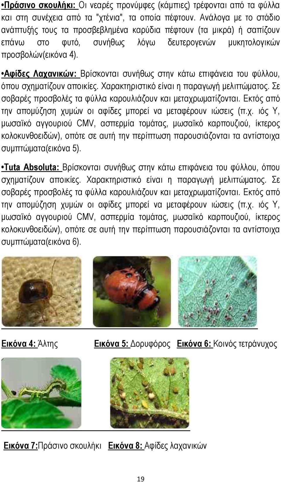 Αφίδες Λαχανικών: Βρίσκονται συνήθως στην κάτω επιφάνεια του φύλλου, όπου σχηματίζουν αποικίες. Χαρακτηριστικό είναι η παραγωγή μελιττώματος.