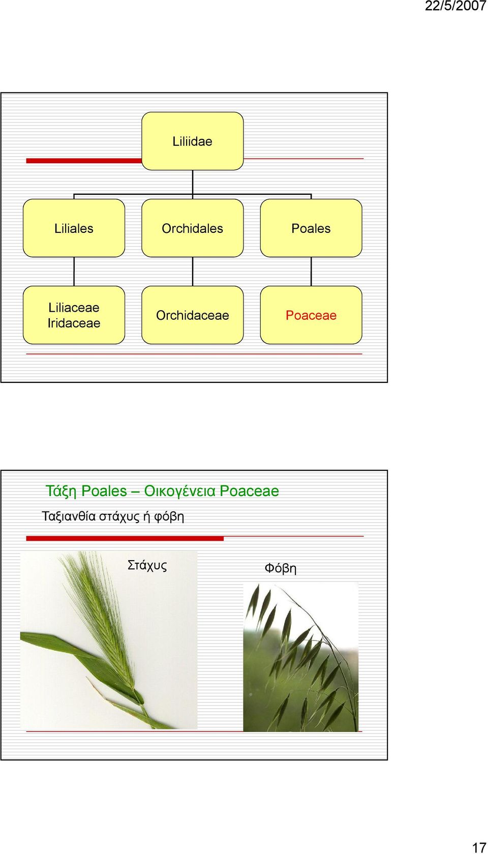 Orchidaceae Poaceae