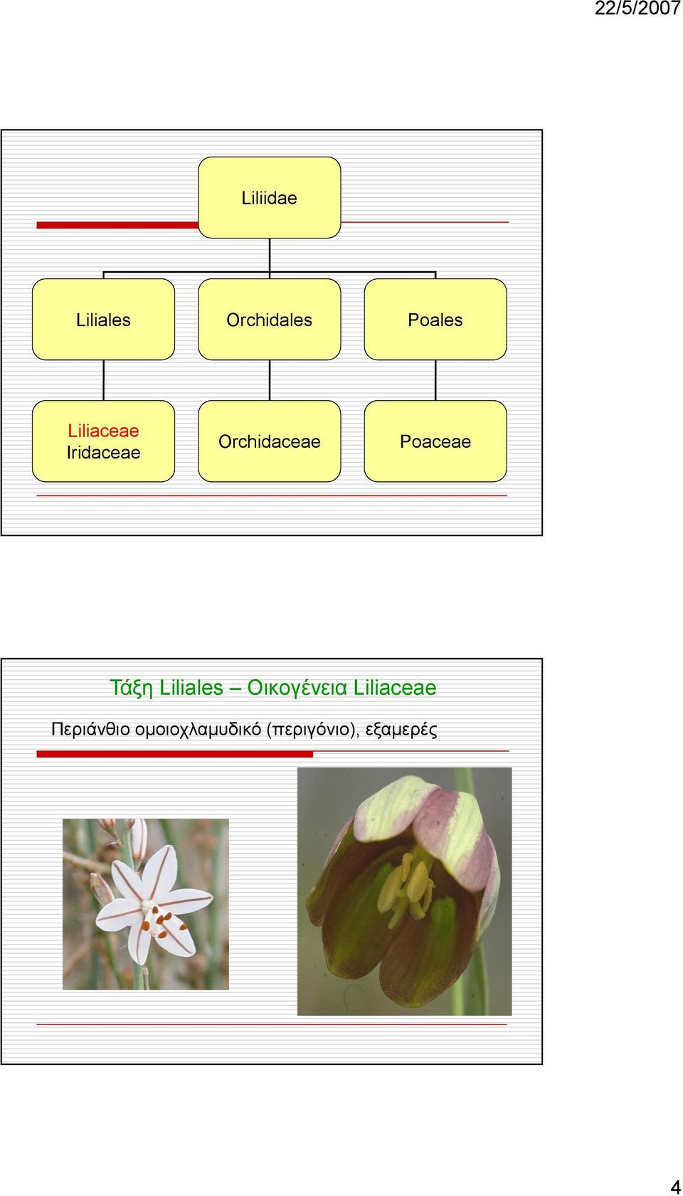 Poaceae Τάξη Liliales Οικογένεια Liliaceae