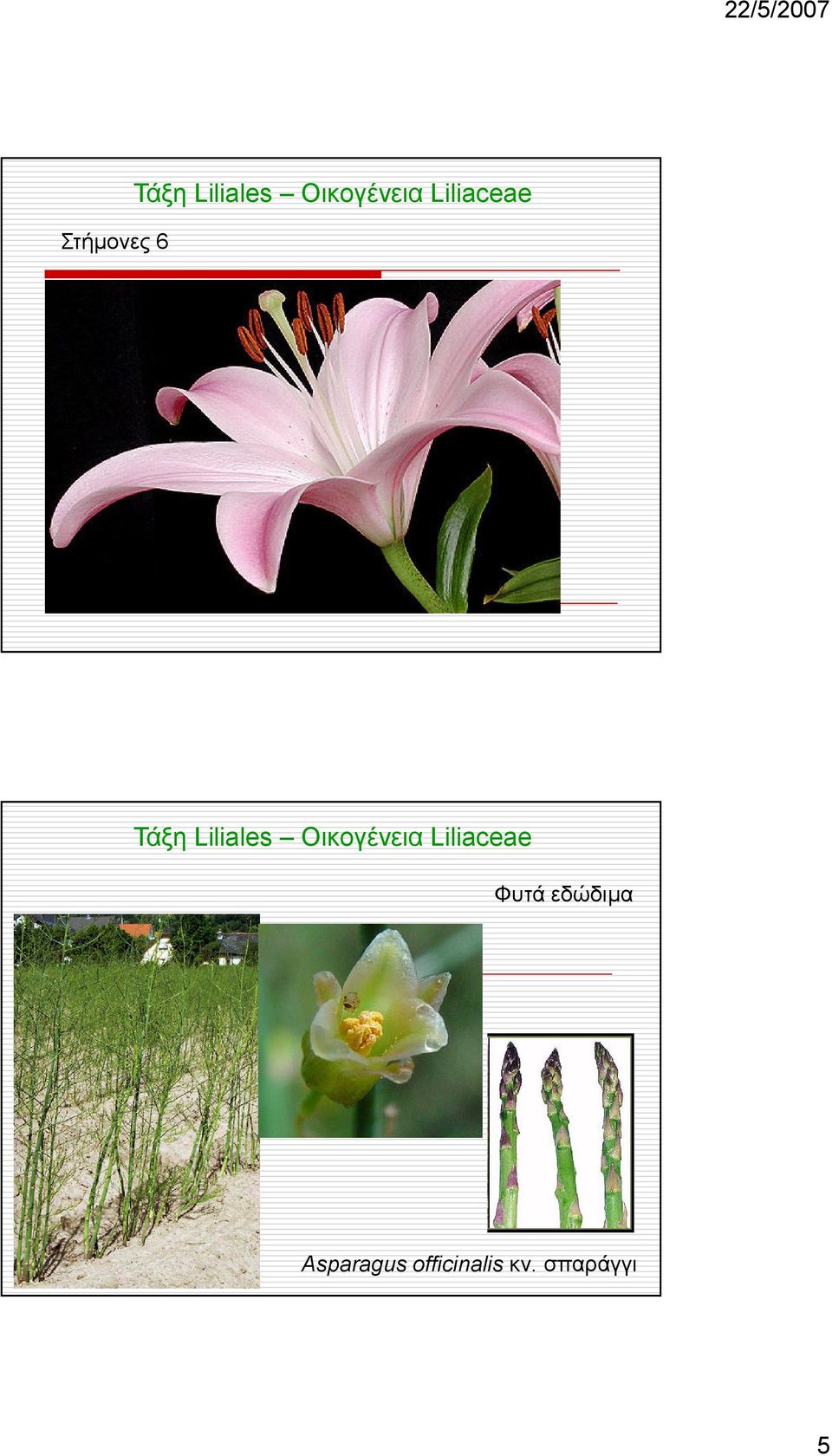 Liliales Οικογένεια Liliaceae