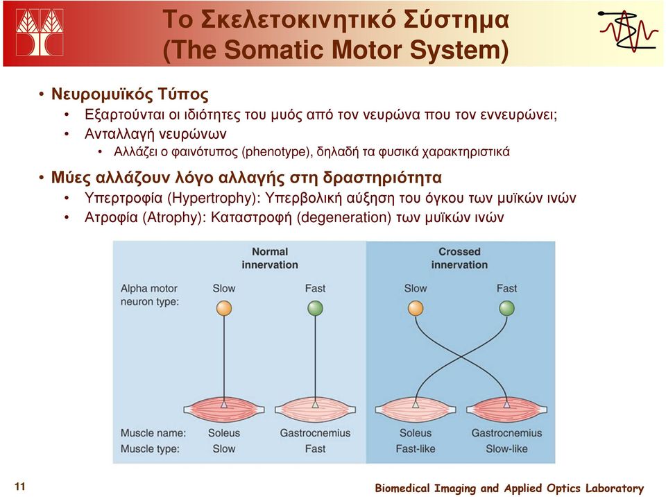 τα φυσικά χαρακτηριστικά Μύες αλλάζουν λόγο αλλαγής στη δραστηριότητα Υπερτροφία (Hypertrophy):