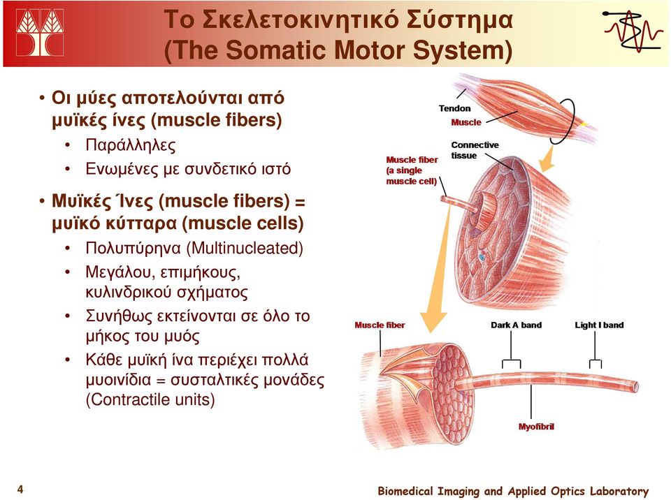 cells) Πολυπύρηνα (Multinucleated) Μεγάλου, επιµήκους, κυλινδρικού σχήµατος Συνήθως εκτείνονται σε