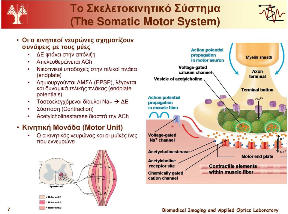 λέγονται και δυναµικά τελικής πλάκας (endplate potentials) Τασεοελεγχόµενοι δίαυλοι Na+ Ε Σύσπαση (Contraction)