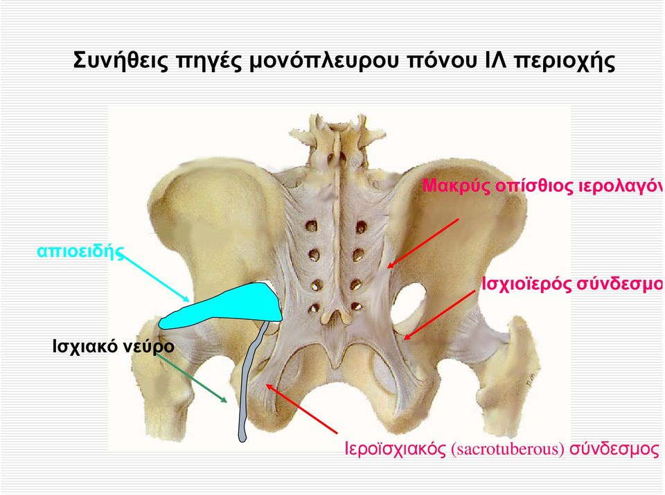 απιοειδής Ισχιοϊερός σύνδεσµος Ισχιακό