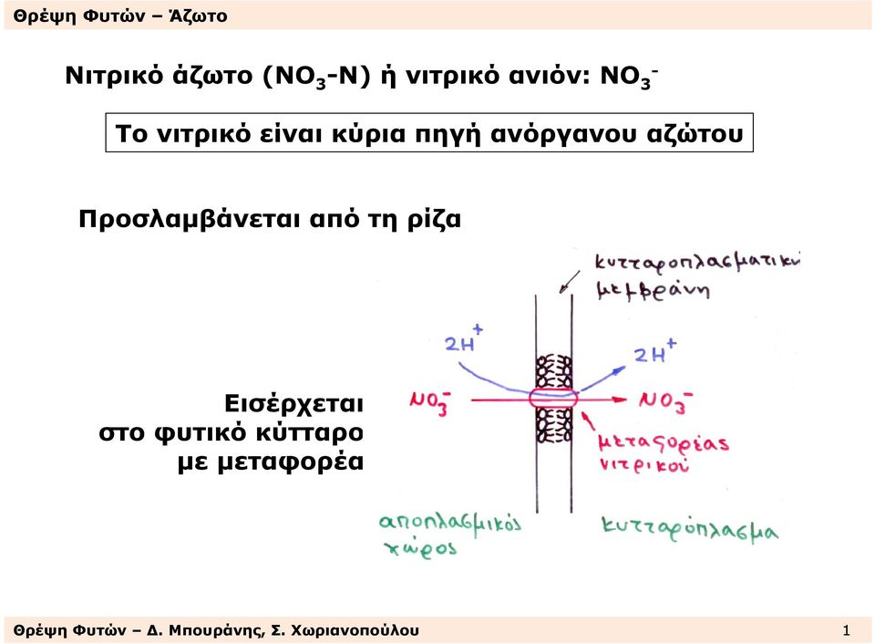 Προσλαµβάνεται από τη ρίζα Εισέρχεται στο φυτικό