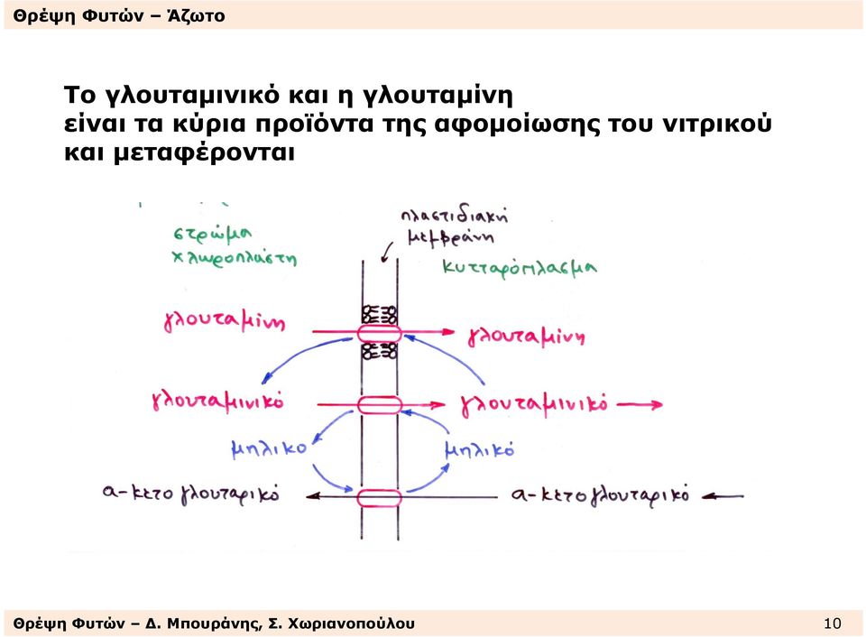 αφοµοίωσης του νιτρικού και