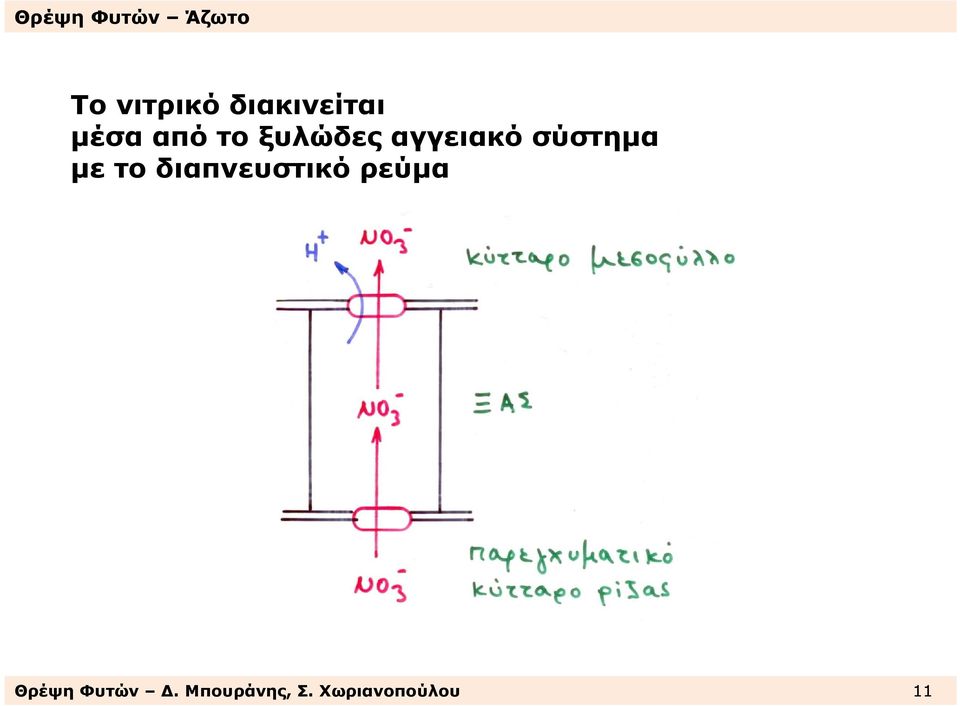 το διαπνευστικό ρεύµα Θρέψη