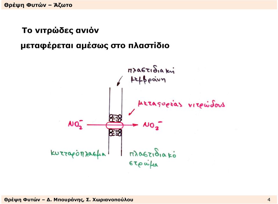 πλαστίδιο Θρέψη Φυτών.