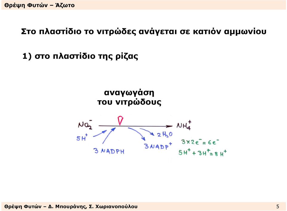 της ρίζας αναγωγάση του νιτρώδους