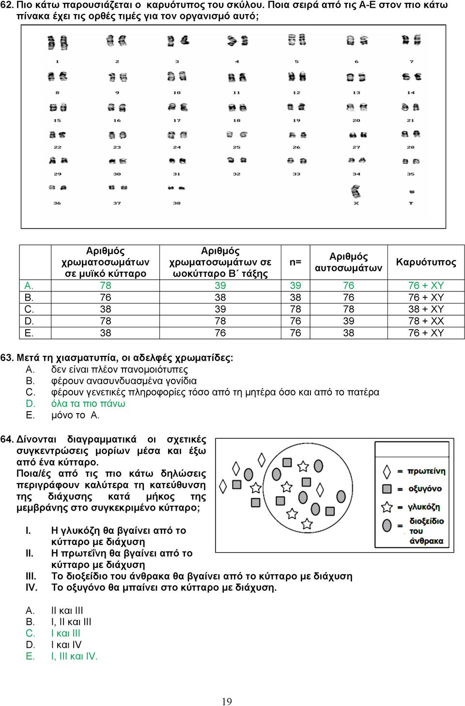 Καρυότυπος A. 78 39 39 76 76 + XY B. 76 38 38 76 76 + XY C. 38 39 78 78 38 + XY D. 78 78 76 39 78 + XX E. 38 76 76 38 76 + XY 63. Μετά τη χιασματυπία, οι αδελφές χρωματίδες: A.
