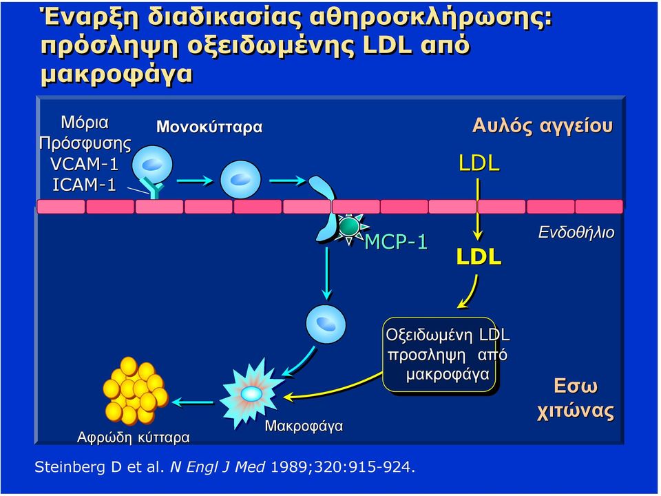 MCP-1 LDL Ενδοθήλιο Αφρώδη κύτταρα Μακροφάγα Οξειδωµένη LDL προσληψη