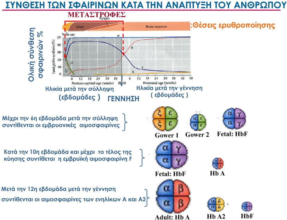 εμβρυονικές αιμοσφαιρίνες Gower 1 Gower 2 Fetal: HbF Κατά την 10η εβδομάδα και μέχρι το τέλος της κύησης συντίθεται η εμβρυϊκή
